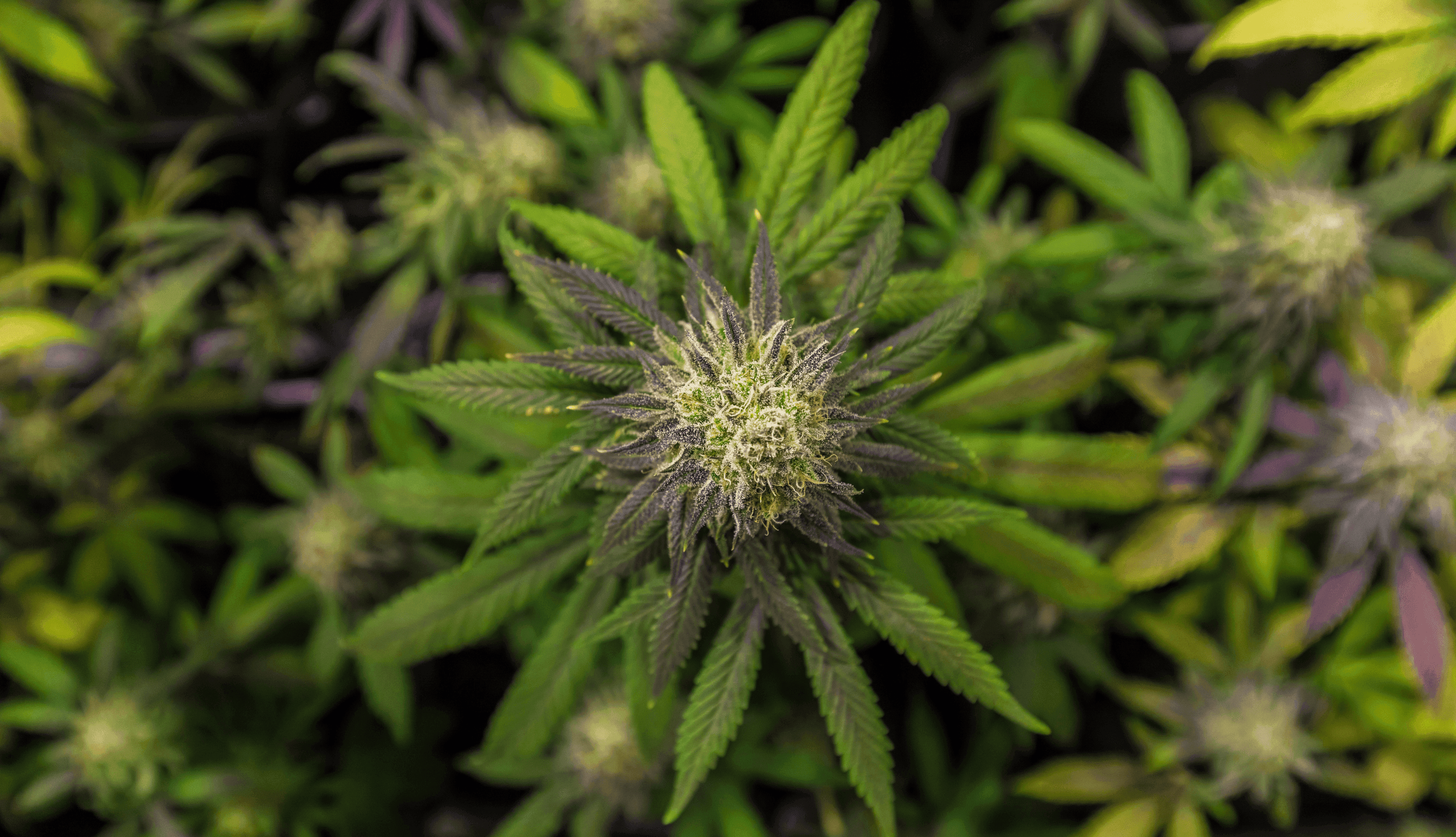 Top Shot Cannabispflanze mit Blüte