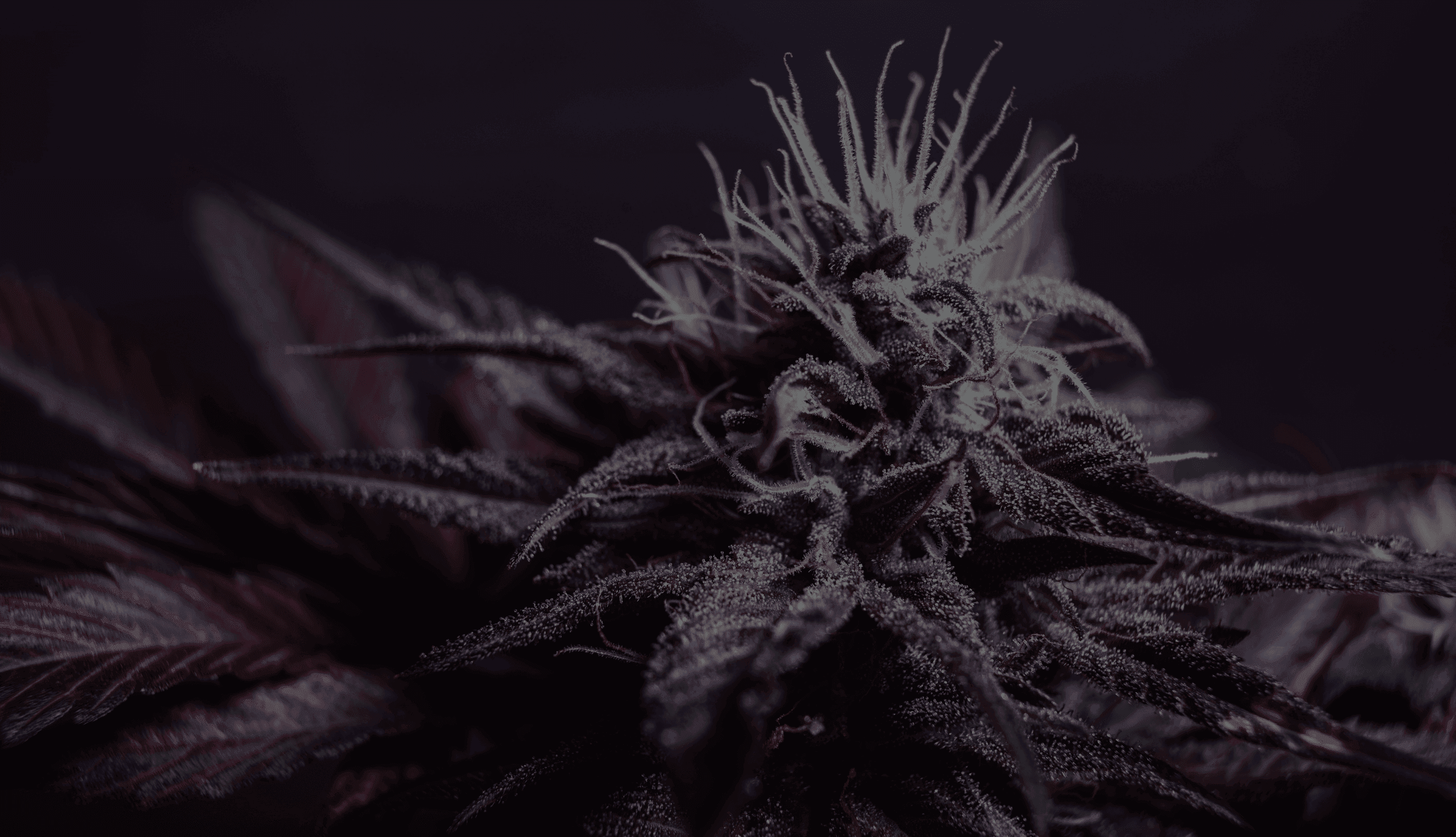 Nahaufnahme einer Cannabisblüte mit feinen Trichomen und bunten Blättern